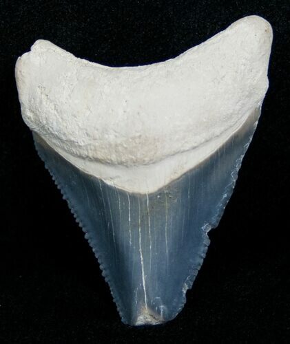 Bargain Bone Valley Megalodon Tooth #4199